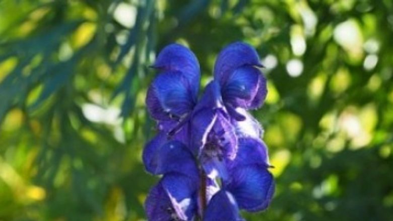 Gura-lupului: O Plantă Medicinală cu Proprietăți Remarcabile în Prevenirea Infarctului Miocardic Acut și Nu Numai