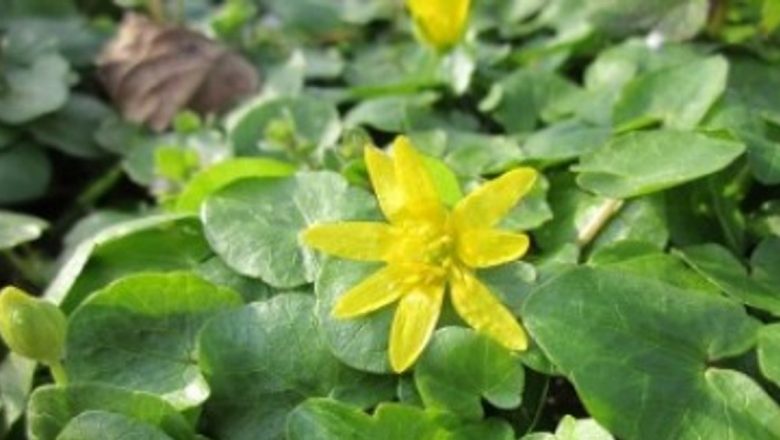 Untişorul: Planta Detoxifiantă cu Beneficii Remarcabile pentru Sănătate