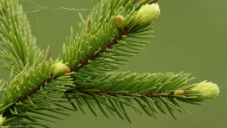 Beneficiile terapeutice ale mugurilor de brad: 5 afecțiuni tratate cu remedii naturale