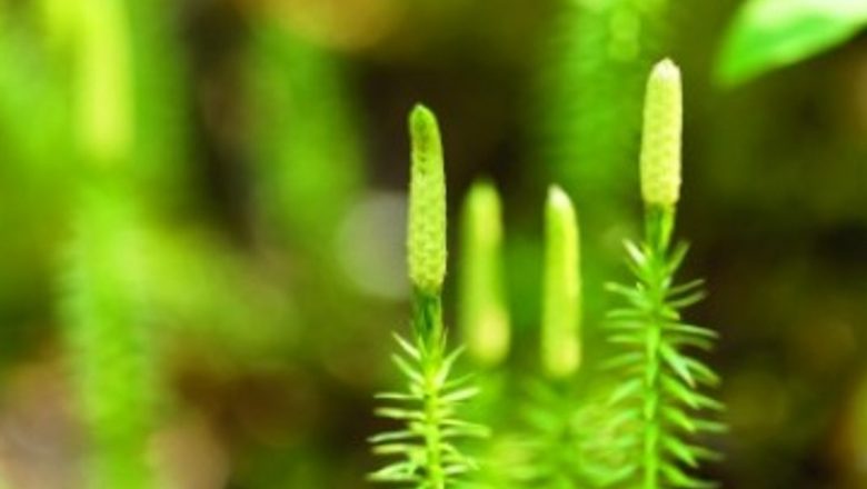 Pedicuţa: Remediul Natural Care Te Ajută să Te Laşi de Fumat