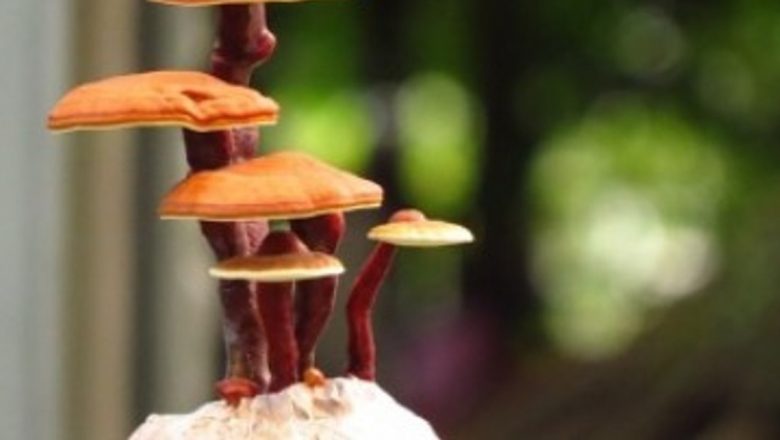 Efectele terapeutice ale ciupercilor medicinale: o analiză detaliată