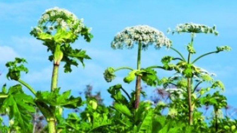Brânca-ursului: un remediu natural pentru hipertensiune și sănătatea sexuală