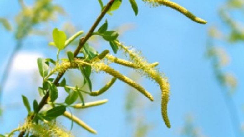 Remedii Naturale Eficiente pentru Durerile de Oase: Soluții din Plante și Tradiții