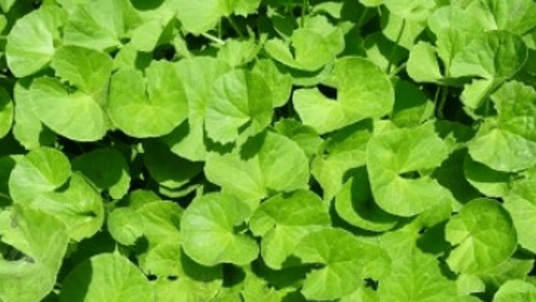 Gotu Kola: Planta Miraculoasă pentru Combaterea Stresului și Îmbunătățirea Longevitate