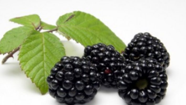 Beneficiile Ceaiului de Mur: Un Remediu Natural pentru Colesterol și Nu Nu Numai