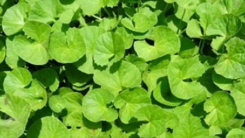 Gotu Kola: Planta care îmbunătățește sănătatea mentală și fizică
