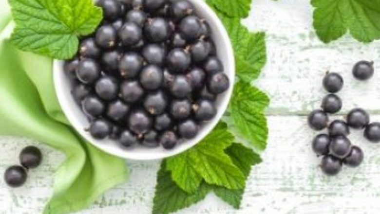 Coacăzul-negru: Un Remediu Natural Eficient Împotriva Alergiilor