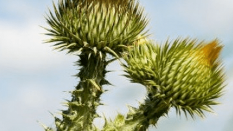 Remedii Naturale pentru Ficat: Regenerare și Protecție prin Plante Medicinale