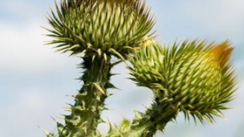 Remedii Naturale pentru Sănătatea Ficatului: O Analiză Detaliată a Tratamentelor Traditionale și Modern