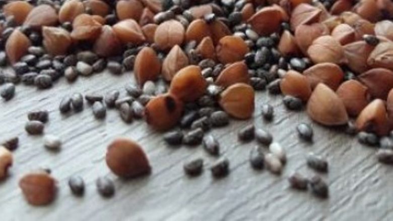 Hrişca: Un Superaliment cu Beneficii Remarcabile pentru Diabetici