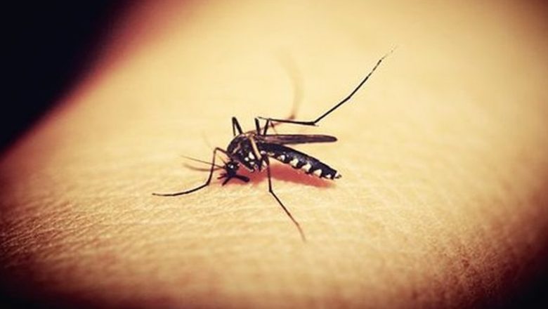 Remedii Naturale pentru Întâmpinarea Înțepăturilor de Insecte în Sezonul Estival
