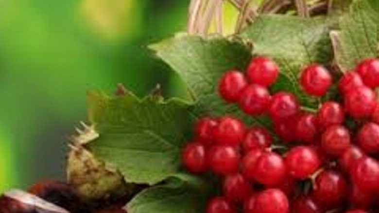 Merișorul: Planta Medicinală cu Proprietăți Remarcabile în Combaterea Bolilor Grave