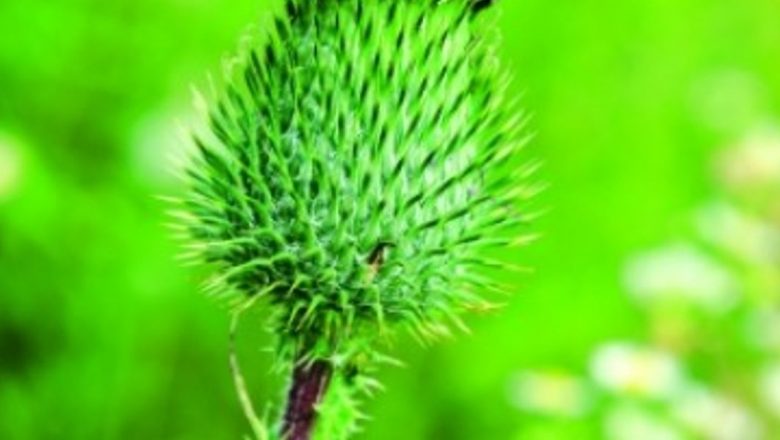 Brusturele: O plantă medicinală cu multiple beneficii pentru sănătate