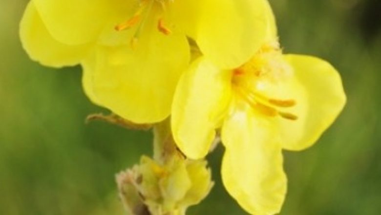 Lumânărică: Un Anti-Inflamator Natural cu Beneficii Multiple