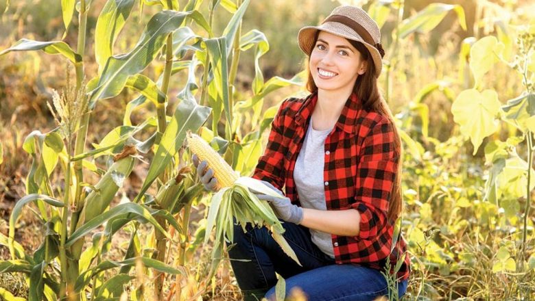 Mătasea de Porumb: Un Remediu Natural pentru Sănătatea Rinichilor și Nu Nu Numai