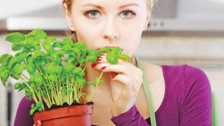 Plante Aromatice: O Comoară a Sănătății și Savoarei în Gospodărie