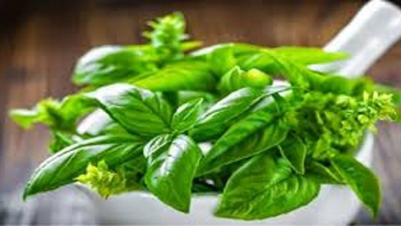 Busuiocul: Un Remediu Natural cu Efecte Terapeutice Remarcabile