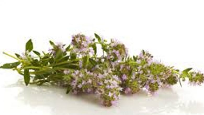 Cimbrul de cultură: Un remediu natural cu efecte terapeutice surprinzătoare