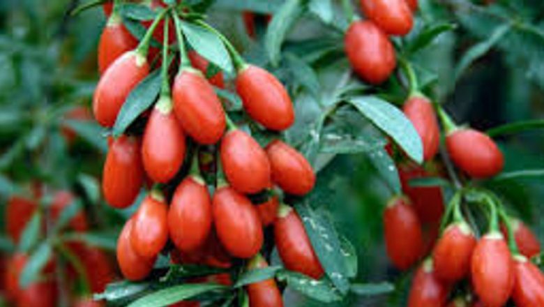 Fructele Goji: Superalimentele din Natură și Impactul Lor Asupra Sănătății
