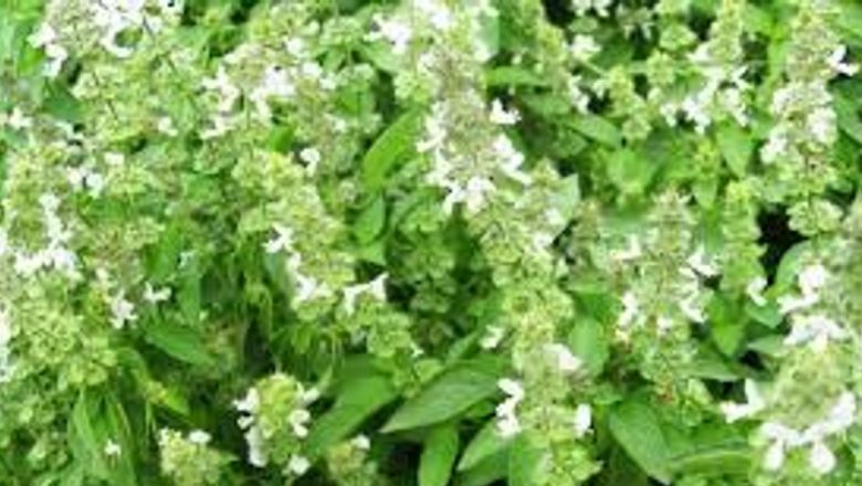 Busuiocul: Plantele Medicinale și Impactul Lor Asupra Sănătății Fizice și Emoționale