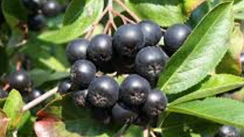 Aronia: Fructul Miraculos care Își Găsește Locul în Grădinile Românești