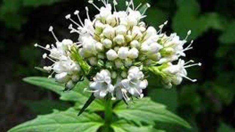 Valeriana: Plantă-medicament cu tradiție și efecte terapeutice recunoscute
