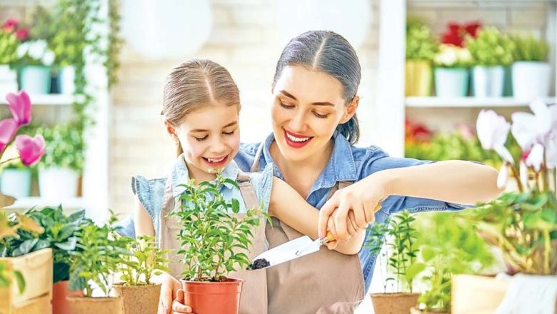 Plantele care îți pot ameliora anxietatea: Soluții naturale în casa ta