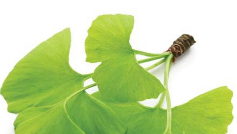 Ginkgo Biloba: Beneficiile remarcabile ale unui arbore străvechi pentru sănătatea ta