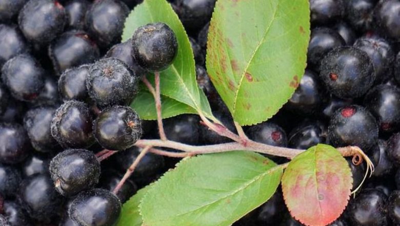 Aronia: Fructul Minune cu Beneficii Uimitoare pentru Sănătate