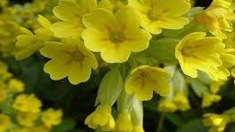 Ceașca de sănătate: Remedii Naturale pentru Afecțiunile Respiratorii din Sezonul Rece