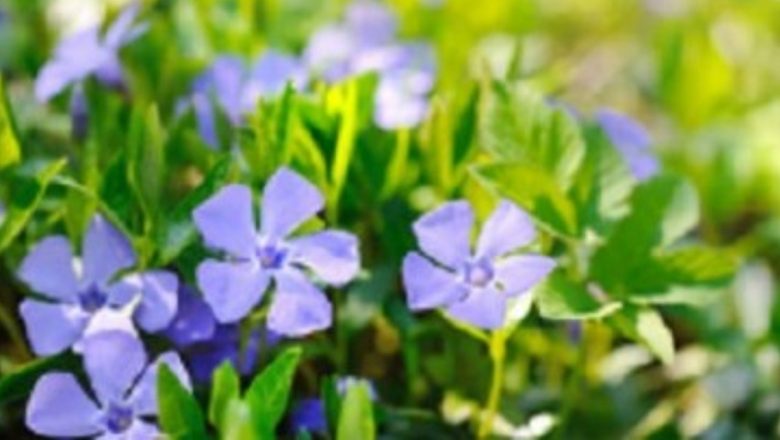 Saschiul: Planta care reduce tensiunea arterială și combate migrenele