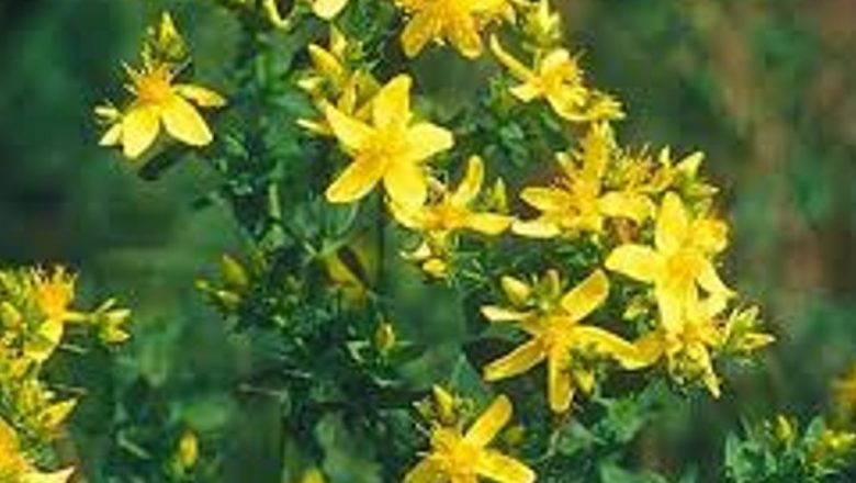 Sunătoarea: Remediul Natural Care Transformă Lupta Împotriva Depresiei