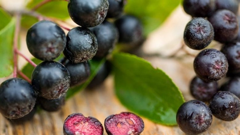 Aronia: Superfructul care Combate Surmenajul Fizic și Intelectual