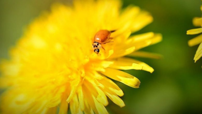 Diuretice Naturale: Soluții Eficiente pentru Retenția de Apă