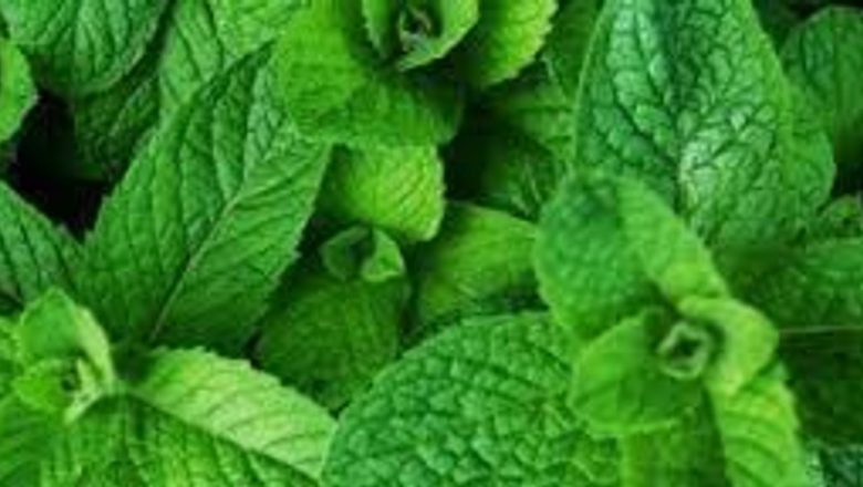 Efectele aromelor naturale: Cum frunzele de mentă îmbunătățesc concentrarea și starea de bine