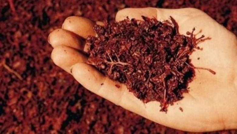 Tescovina: Elixirul din viță de vie care combate adenomul de prostată
