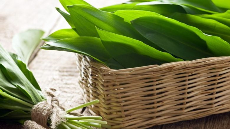 Leurda: Leacul Primăverii care Detoxifiază Organismul și Întărește Imunitatea