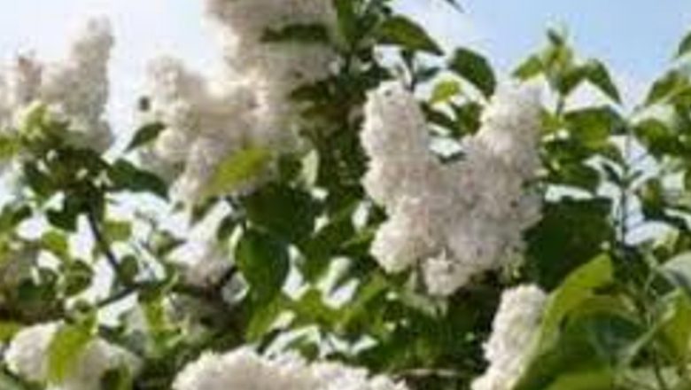 Frunzele de Liliac Alb: Remediul Natural pentru Arsuri de Piele – Eficiență și Tradiție