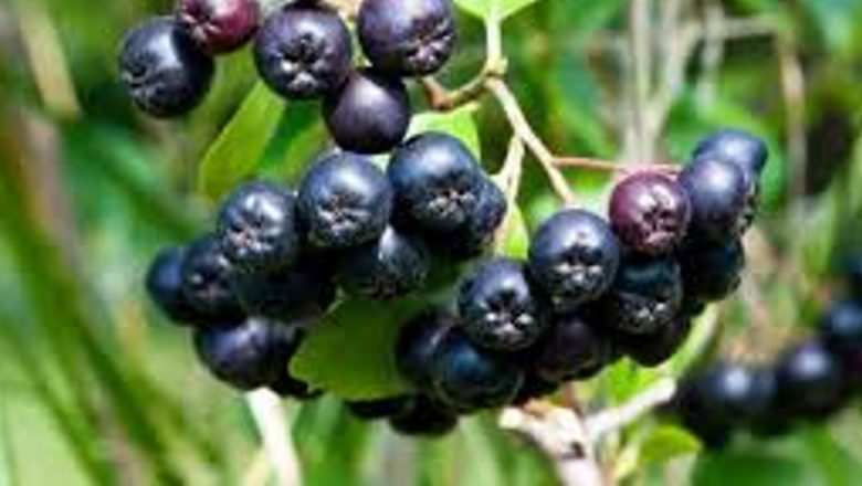 Beneficiile fructelor de aronia asupra memoriei și sănătății creierului
