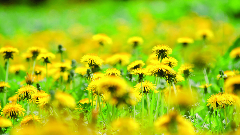 Păpădia: Un Remediu Natural cu Beneficii Remarcabile pentru Sănătate