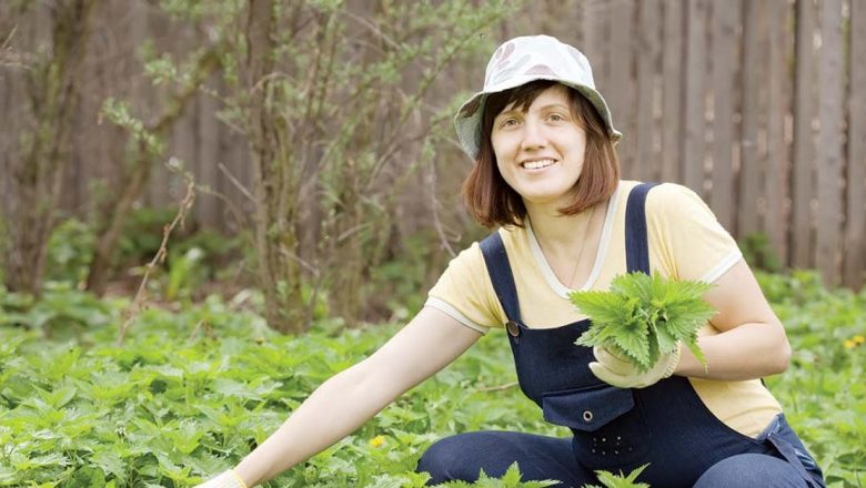 Plantele care îți mențin tiroida sănătoasă: Beneficii și utilizări
