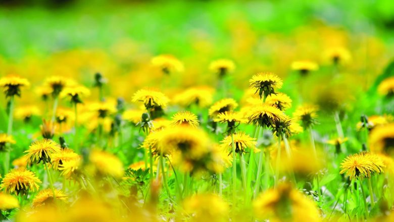 Păpădia: Planta Minune pentru Sănătate și Vindecare