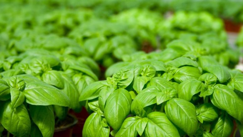 Plantele care purifică sufletul și atmosfera: Busuiocul, salvia și rozmarinul