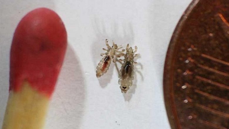 Cum să Scapi de Păduchi cu Remedii Naturale: O Soluție Eficientă și Sustenabilă