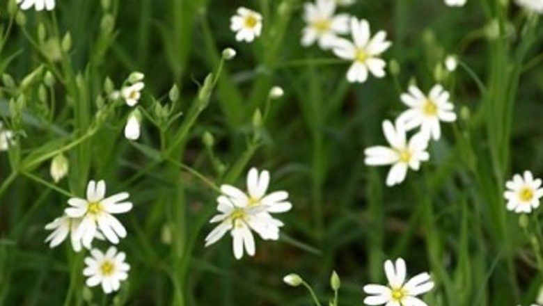 Răcovina: Elixirul natural pentru eczeme, digestie și sănătate generală
