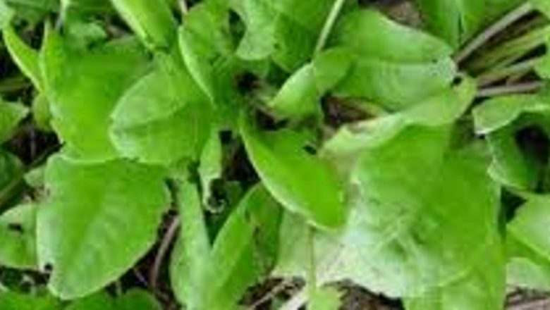 Măcrișul: O Plantă Medicinală cu Proprietăți Remarcabile pentru Sănătate