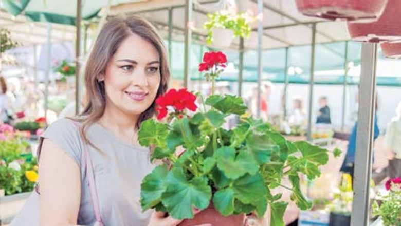 Mușcata: Leacuri Naturiste și Beneficiile Acestei Plante Versatile