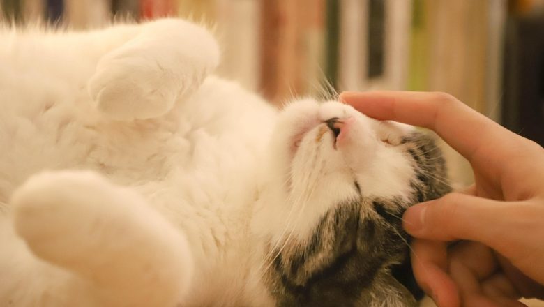 De ce pisicile și câinii adoră să fie scărpinati pe cap: o analiză detaliată a comportamentului animalelor de companie
