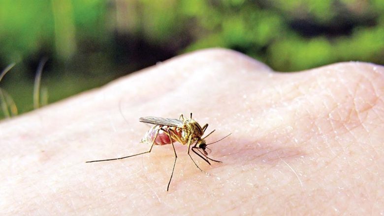 Ce îi face pe oameni să devină magneti pentru țânțari? Studiul atracției insectelor și soluțiile de protecție