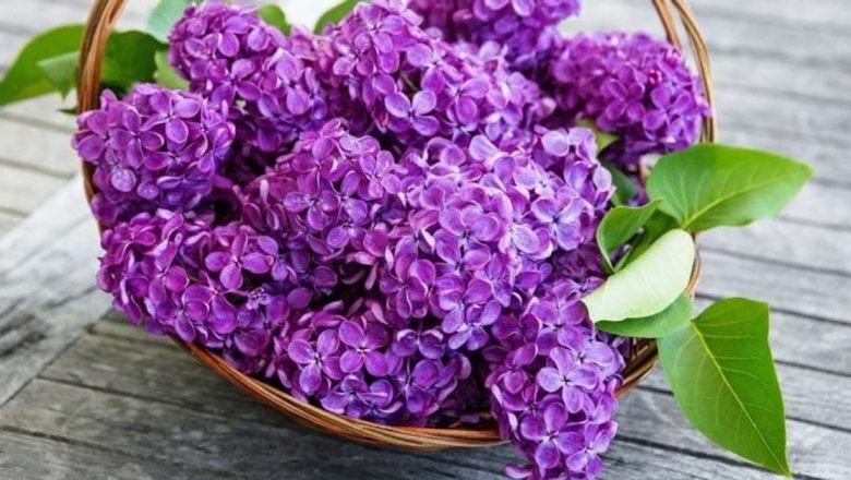 Beneficiile florilor de liliac în remedii naturiste: Tratamente pentru arsurile ușoare și durerile reumatice